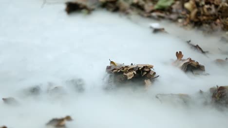 mist in a magical forest. a magic mist spreads over the earth in a magical forest