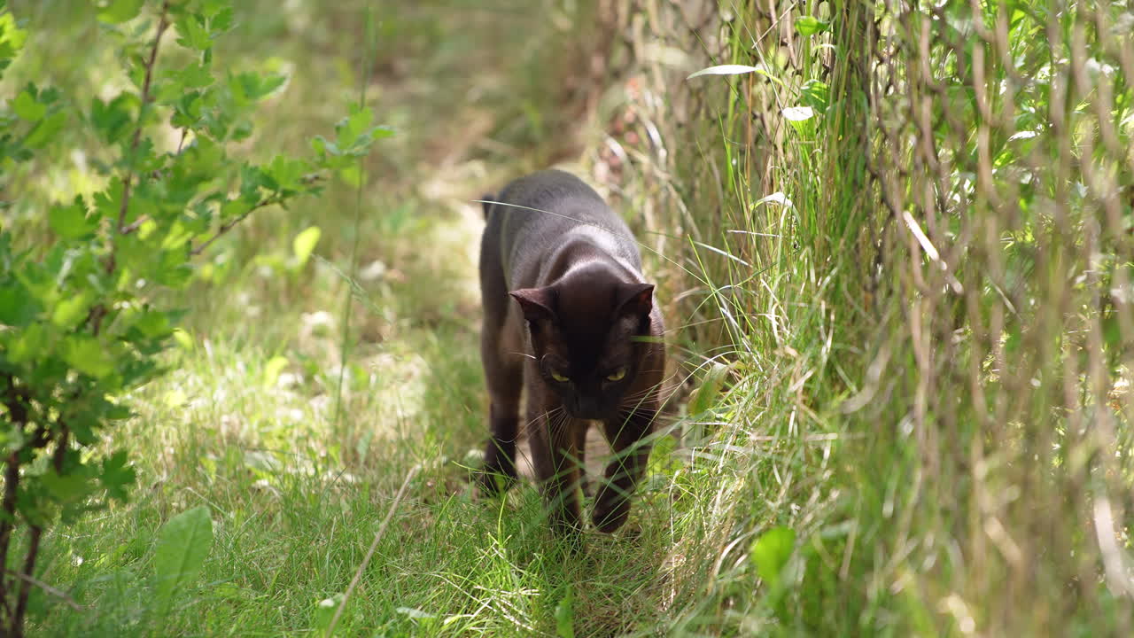 Yellow-eyed black cat walks stepping carefully in the grass. Lovely domestic feline animal in the nature background. Close up.