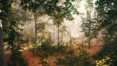 summer-fog-in-the-forest