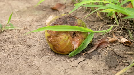 rotten green fig on a ground with insects, time-lapse