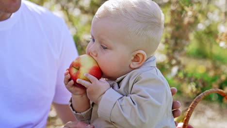 adorable blond caucasian baby boy pulling a big apple to his mouth. dad sitting beside helps the kid. close up.