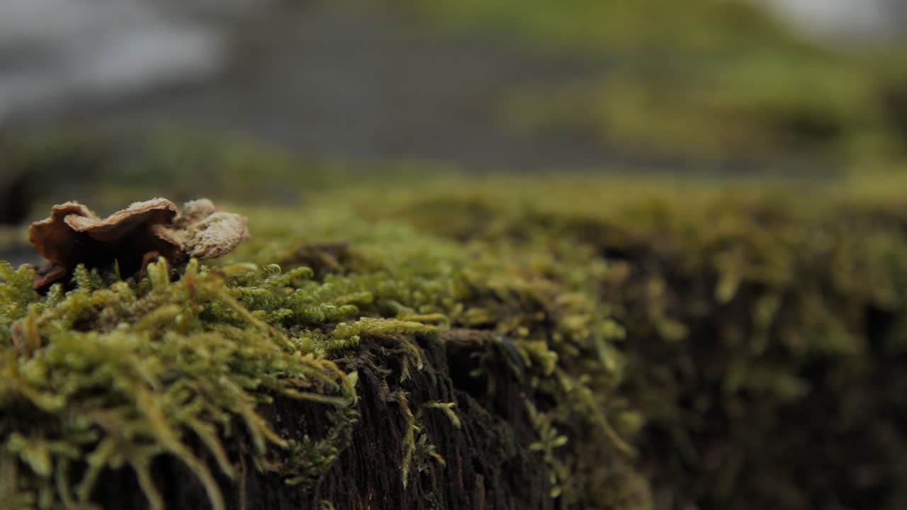 Close-up of Moss and Fungus on a Tree Stump