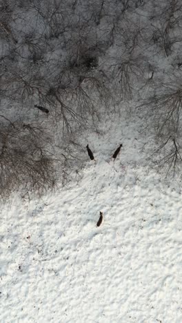 top down vertical drone view of roe deer animals walking into the forest. aerial winter wilderness in snowy ice cold weather. wildlife animals in nature.