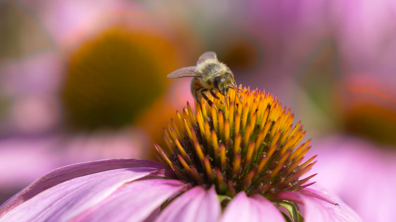 macro primer plano de abeja recogiendo polen en flor morada durante el tiempo de polinización - abeja melífera enfocada recogiendo néctar de la planta médica de equinácea