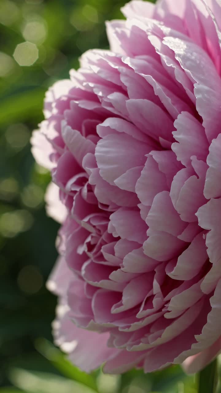 Close-up video of a blooming pink peony, capturing delicate petals in soft focus