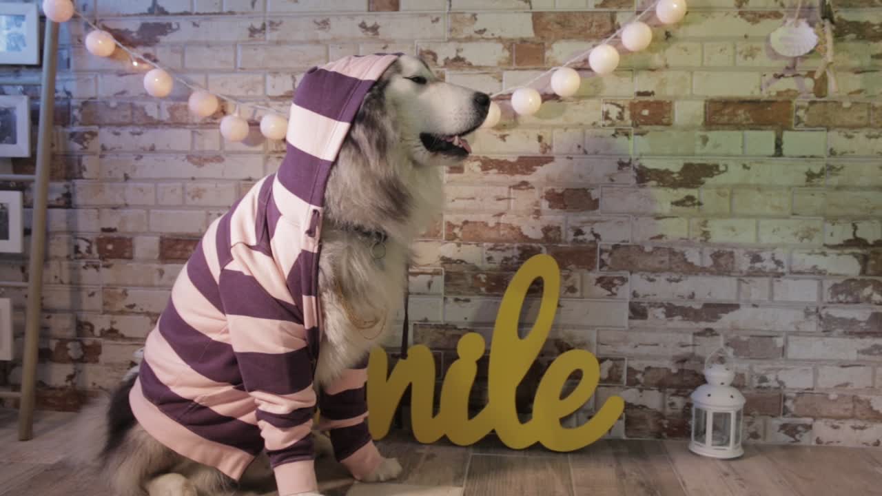 Dog in hoodie, handsome husky in front of brick wall, alaskan malamute dressed up in street clothes. Lovely pet.