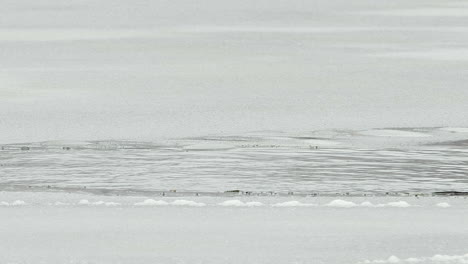 Beaver-dives-below-surface-of-thin-winter-ice-pond,-copy-space-at-top