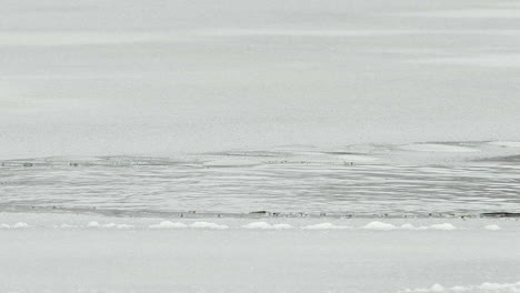 beaver dives below surface of thin winter ice pond, copy space at top