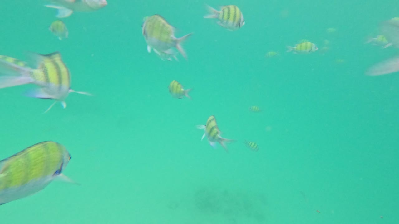 은 크라비 물 에서 헤엄치는 다채로운 물고기 들