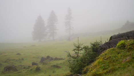 fir trees in heavy fog in swiss mountains