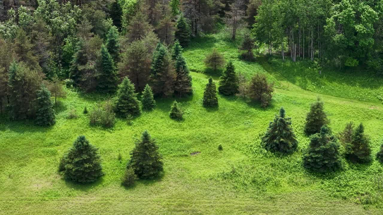 Aerial drone view of a grassy meadow with evenly spaced evergreen trees surrounded by forest in a wilderness setting