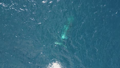 aerial footage: spectacular views of whale swimming in the wild