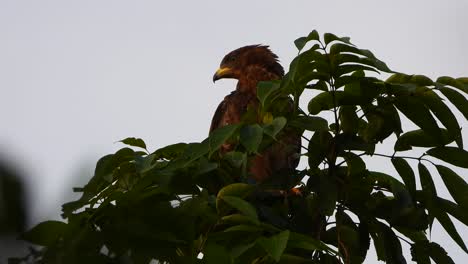 águila-En-El-árbol-Esperando-Orar