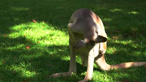 wild adult red kangaroo, osphranter rufus scratching its body with its paw on green pasture, licking its fur trying to cool down on a hot day, close up shot of native australian wildlife species