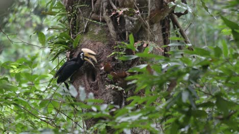 mannelijke oosterse pied hornbill anthracoceros albirostris, voedsel uit zijn keel regurgiteert om het aan zijn partner te geven in de holte van een boom in het khao yai national park, nakhon ratchasima, thailand