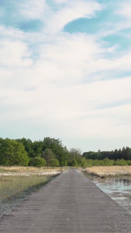 wooden bridge through a marsh landscape