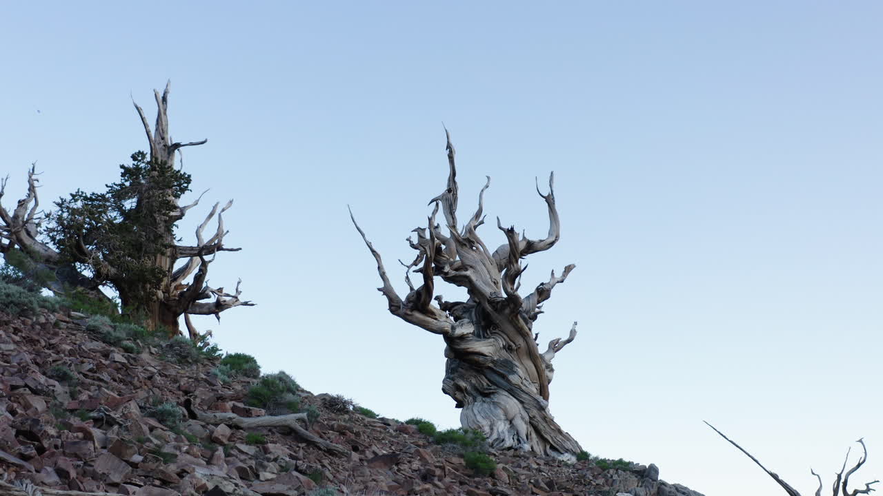 가장 오래된 소나무와 은 가지는 고대 브리스틀콘 소나무 숲, 캘리포니아, 미국