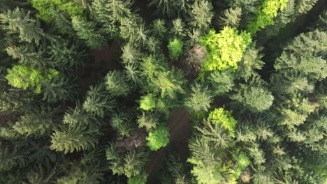 looking down on the forest illuminated by the sun's rays