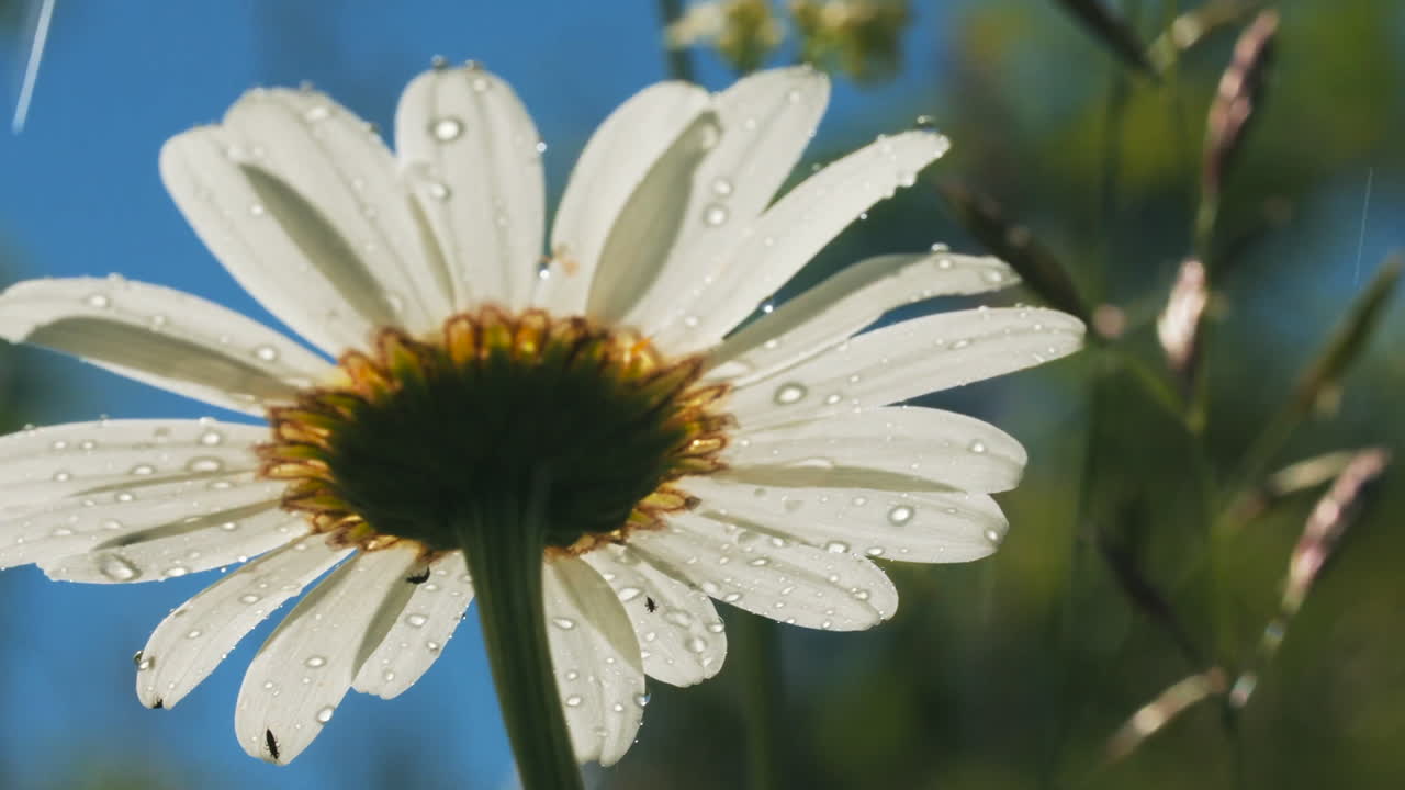 margarita besada por el rocío