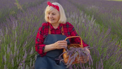 Senior-old-woman-grandmother-farmer-growing-lavender-plant-in-herb-garden-field,-farm-eco-business