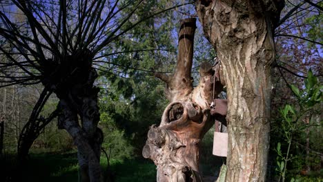 Birdhouse-for-small-passerines-and-songbirds,-travelling-around-a-tree