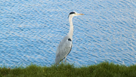 Schöner-Reiher,-Der-Auf-Einem-Grasbewachsenen-Ufer-Nahe-Fluss-Steht