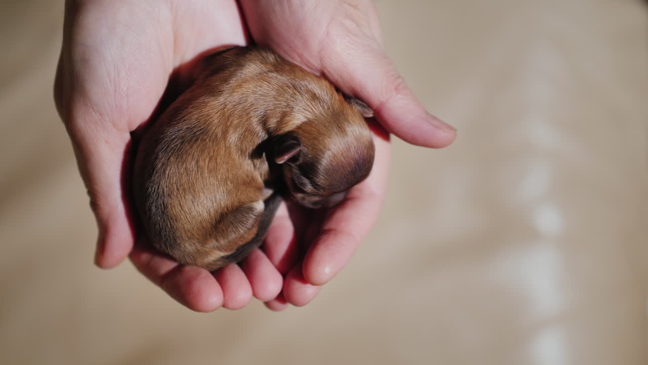 homem segurando cachorro recém-nascido 03
