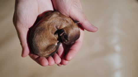 man holding newborn puppy 03