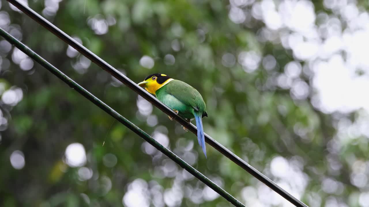 visto desde su parte posterior e izquierda mientras está posado en un cable mientras gorjea y llama a su pareja, psarisomus dalhousiae de pico ancho de cola larga, parque nacional de khao yai, tailandia