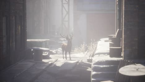 Wild-deer-rooming-around-the-streets-in-abandoned-city