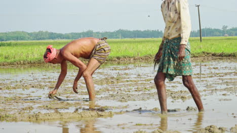 Cámara-Lenta-De-Agricultores-Varones-Limpiando-Paja-De-Arroz-De-Las-Tierras-De-Cultivo-Aradas