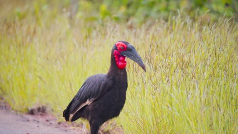 southern ground hornbill bird strutting on asphalt road and in grass