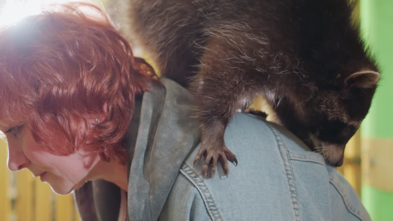 Mulher deixando guaxinins escalarem seu ombro enquanto veste uma jaqueta jeans em um recinto de madeira iluminado pelo sol, cabelo ruivo e sorriso espontâneo, animais brincalhões explorando a jaqueta e as costas, interação carinhosa da cuidadora