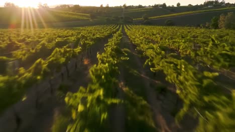 a stunning view of a vineyard during sunset showcases vibrant grapevines stretching across the landscape. the golden sunlight bathes the fields in warmth, highlighting nature's beauty.
