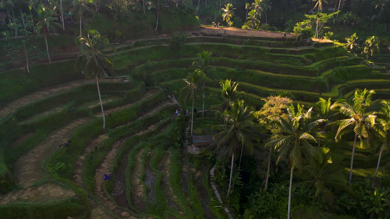 La famosa Risaia a terrazze di Tegallalang a Ubud, Bali - Indonesia
