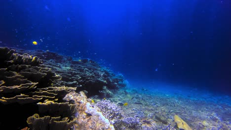 Bleached-corals,-fish-and-sunbeams-in-water,-static-underwater-shot