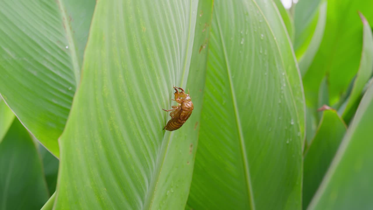 A close-up shot of an empty cicada exoskeleton clinging to the surface of a lush green leaf in a natural environment