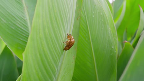 a close-up shot of an empty cicada exoskeleton clinging to the surface of a lush green leaf in a natural environment