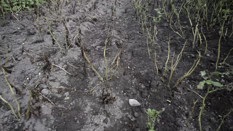 Time-lapse-of-potatoe-plants-after-a-strong-rain