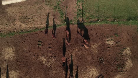 Aerial-zoom-out-view-of-brown-horses-and-their-beautiful-long-shadows-on-a-late-summer-evening