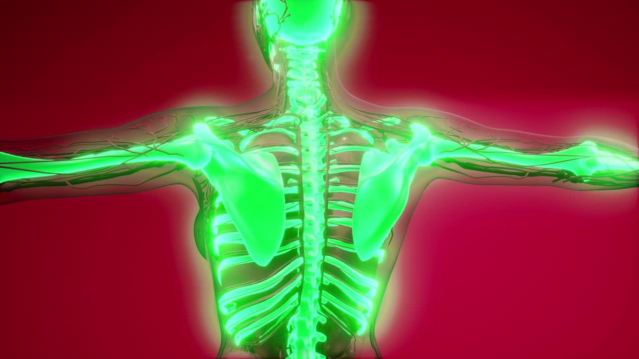 cuerpo humano transparente con huesos visibles