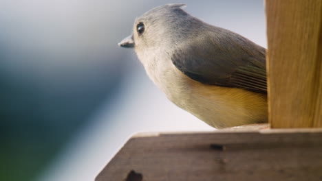 tufted titmouse on a bird feeder in pennsylvania, u