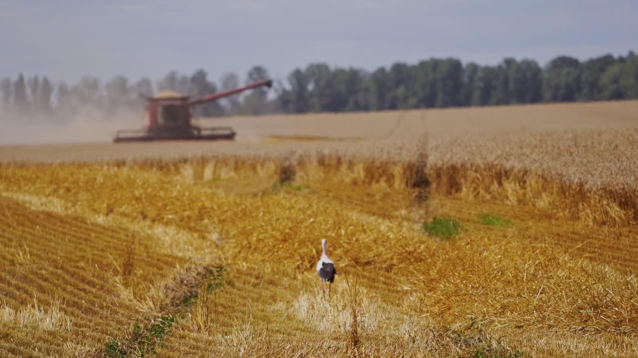 Modern combine harvester in action. Combine harvesting in field of golden wheat
