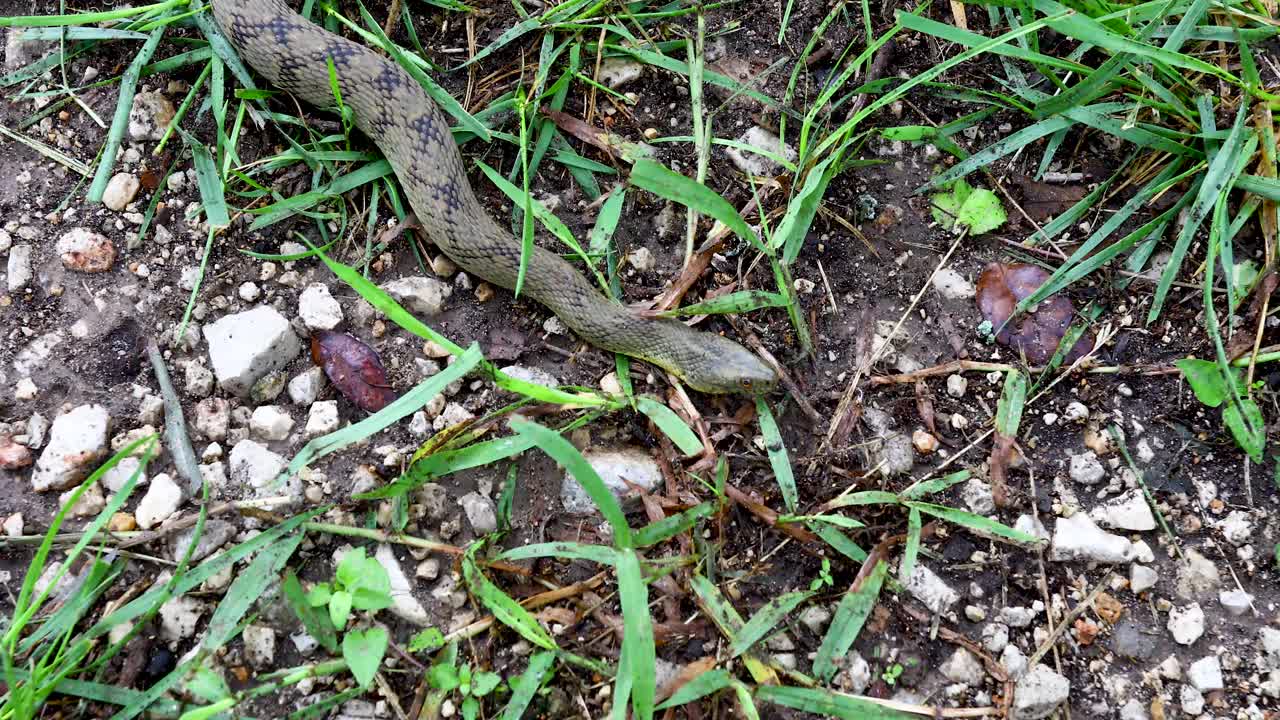 Static video of a Diamondback Water Snake (Nerodia rhombifer). Snake doesnt move but can be seen breathing and sticks its tongue out. This is a non-venomous, harmless water snake species