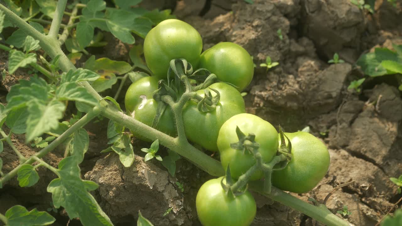Unripe green tomatoes at a farm