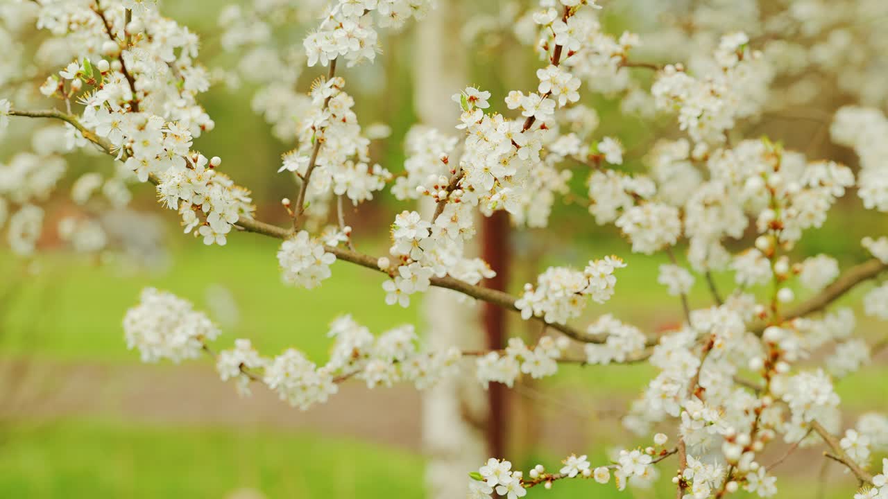 White plum flowers covering branches, soft focus green background spring mood