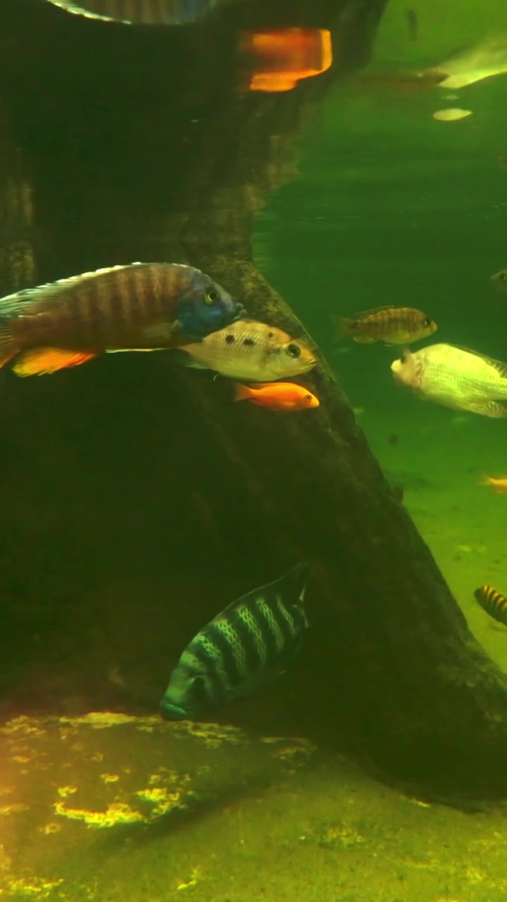 Ciclidi africani colorati che nuotano in acquario