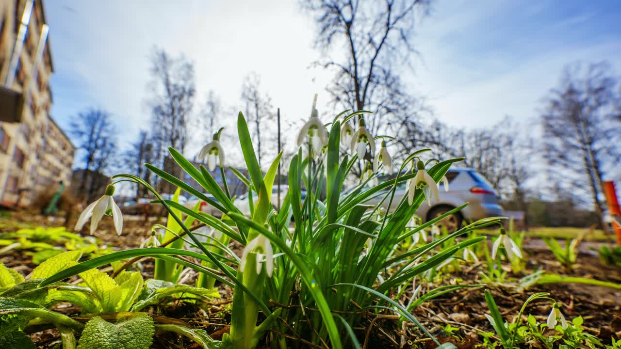 Timelapse of early spring flowers blooming beside old Hruščovka apartment block