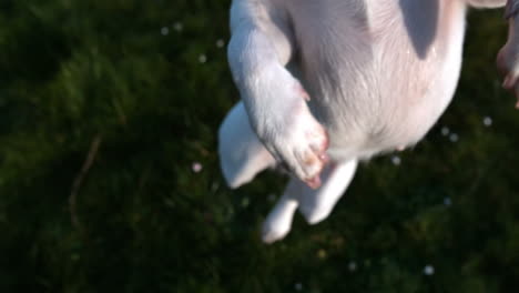 cute terrier jumping up at camera