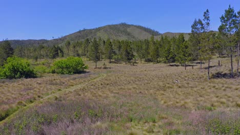 naturaleza tranquila en verano con nuevos valles cerca de constanza, república dominicana